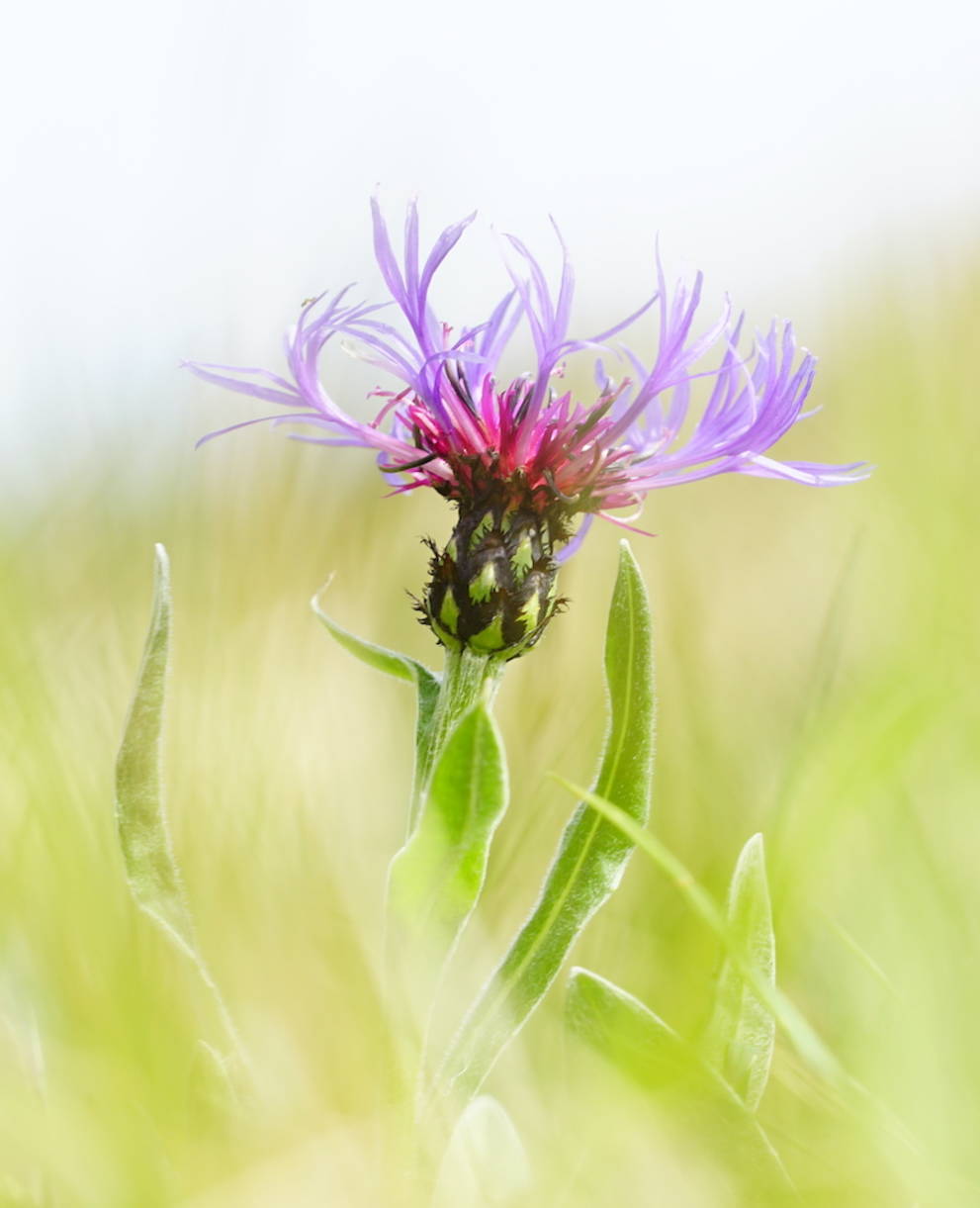 Bergflockenblume - Foto: Samuel Ehrenbold